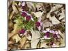 Birdfoot Violets and White Oak Leaves, Mark Twain National Forest, Missouri, USA-Charles Gurche-Mounted Photographic Print