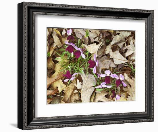 Birdfoot Violets and White Oak Leaves, Mark Twain National Forest, Missouri, USA-Charles Gurche-Framed Photographic Print