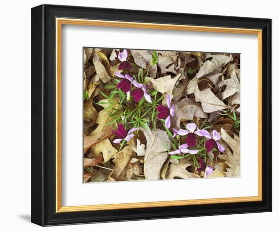 Birdfoot Violets and White Oak Leaves, Mark Twain National Forest, Missouri, USA-Charles Gurche-Framed Photographic Print