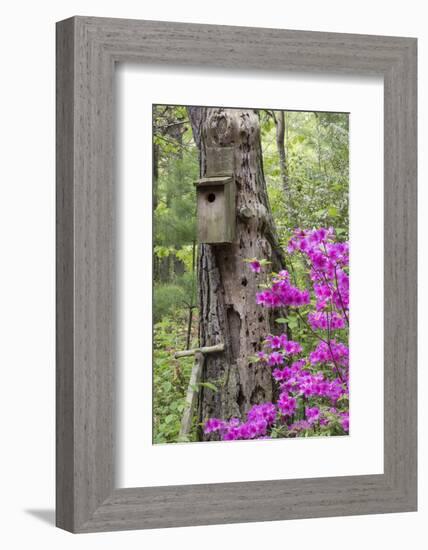 Birdhouse and Azaleas, Azalea Path Arboretum and Botanical Gardens, Hazleton, Indiana-Richard and Susan Day-Framed Photographic Print