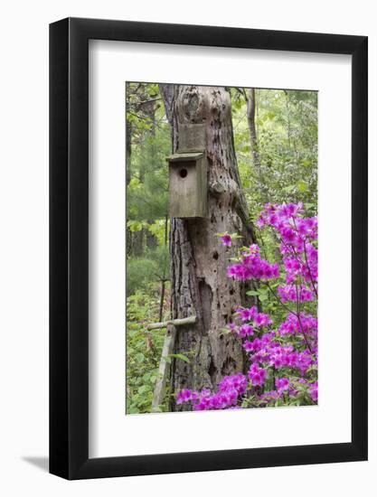 Birdhouse and Azaleas, Azalea Path Arboretum and Botanical Gardens, Hazleton, Indiana-Richard and Susan Day-Framed Photographic Print