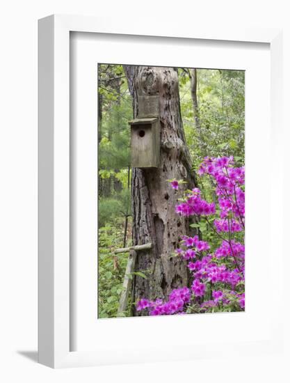 Birdhouse and Azaleas, Azalea Path Arboretum and Botanical Gardens, Hazleton, Indiana-Richard and Susan Day-Framed Photographic Print