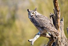Great-Horned Owl , Arizona-Birdiegal-Mounted Photographic Print