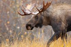 Moose Bull, Alaska, USA-Birdiegal-Photographic Print