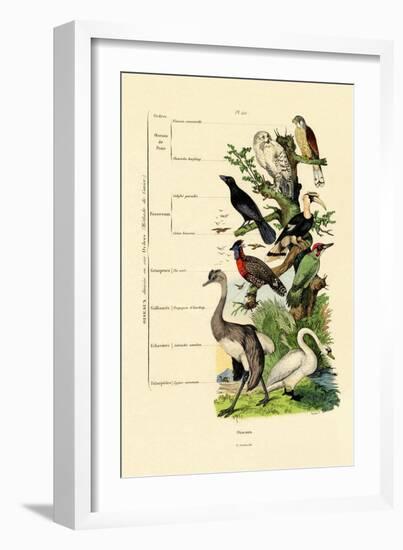 Birds, 1833-39-null-Framed Giclee Print