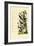 Birds, 1833-39-null-Framed Giclee Print