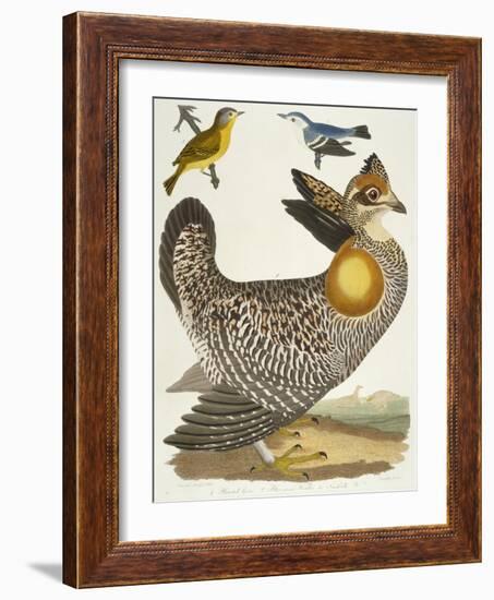 Birds 27. 1. Pinnated Grous. 2. Blue-Green Warbler. 3. Nashville W., 1808-1814-Alexander Wilson-Framed Giclee Print