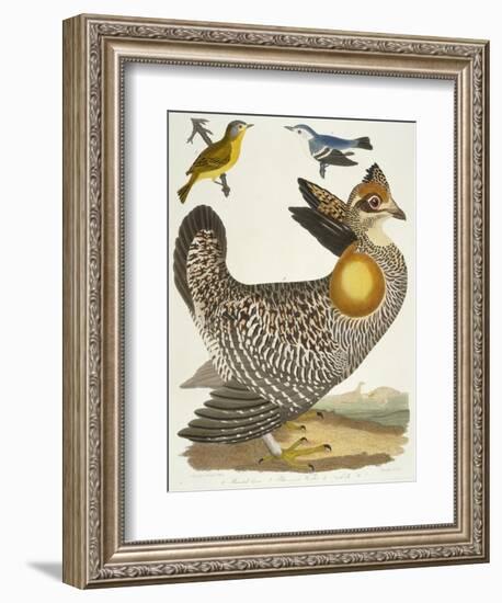 Birds 27. 1. Pinnated Grous. 2. Blue-Green Warbler. 3. Nashville W., 1808-1814-Alexander Wilson-Framed Giclee Print