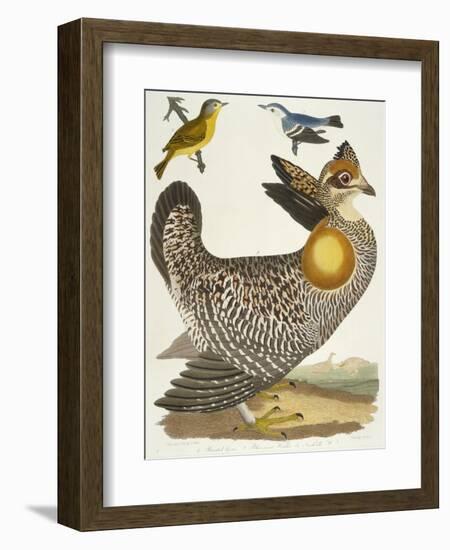 Birds 27. 1. Pinnated Grous. 2. Blue-Green Warbler. 3. Nashville W., 1808-1814-Alexander Wilson-Framed Giclee Print