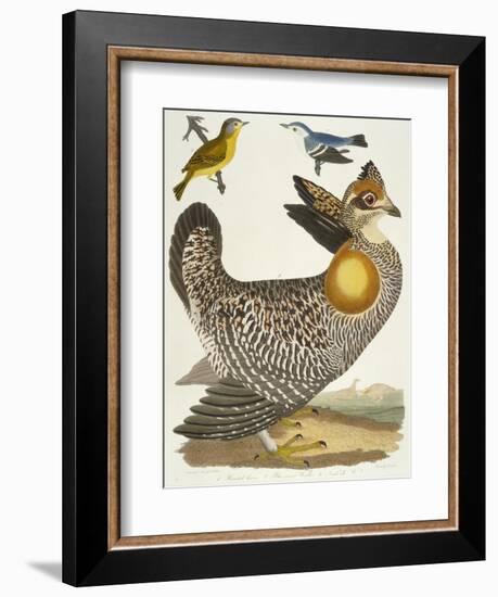 Birds 27. 1. Pinnated Grous. 2. Blue-Green Warbler. 3. Nashville W., 1808-1814-Alexander Wilson-Framed Giclee Print