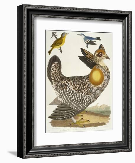 Birds 27. 1. Pinnated Grous. 2. Blue-Green Warbler. 3. Nashville W., 1808-1814-Alexander Wilson-Framed Giclee Print