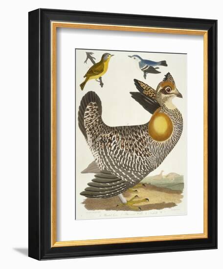 Birds 27. 1. Pinnated Grous. 2. Blue-Green Warbler. 3. Nashville W., 1808-1814-Alexander Wilson-Framed Giclee Print