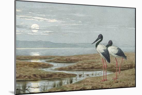 Birds Against a Stark Moonlit Landscape, c.1870-90-Henry Stacey Marks-Mounted Giclee Print