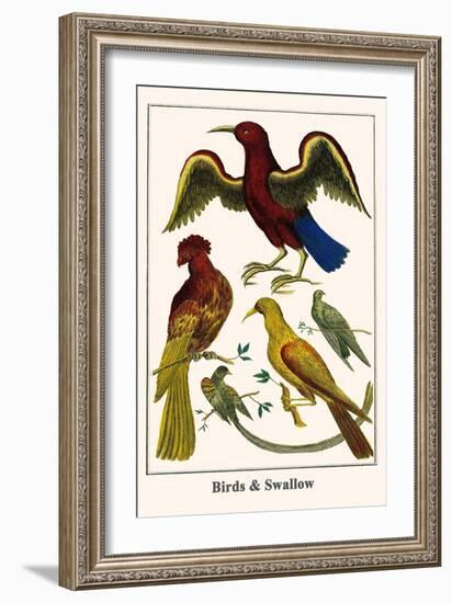 Birds and Swallow-Albertus Seba-Framed Art Print