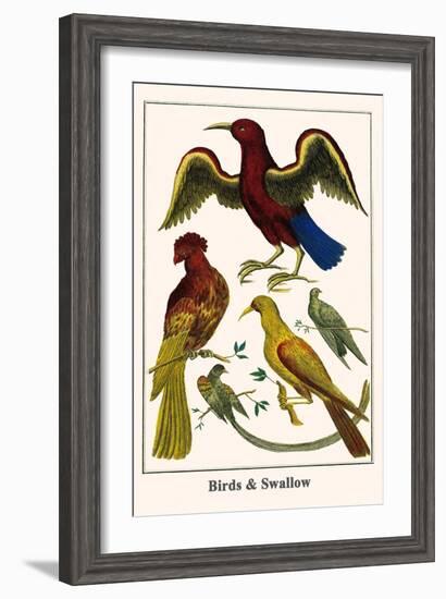 Birds and Swallow-Albertus Seba-Framed Art Print