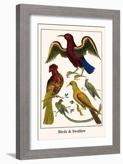 Birds and Swallow-Albertus Seba-Framed Art Print