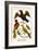 Birds and Swallow-Albertus Seba-Framed Art Print