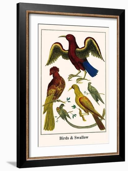 Birds and Swallow-Albertus Seba-Framed Art Print