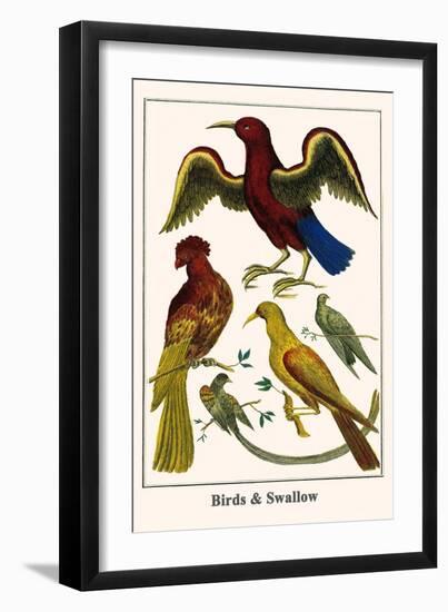 Birds and Swallow-Albertus Seba-Framed Art Print