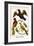 Birds and Swallow-Albertus Seba-Framed Art Print