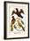 Birds and Swallow-Albertus Seba-Framed Art Print