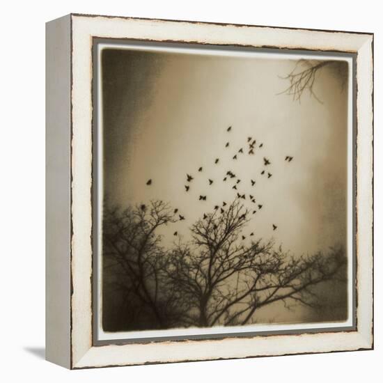 Birds and Trees, Discovery Park-Kevin Cruff-Framed Premier Image Canvas