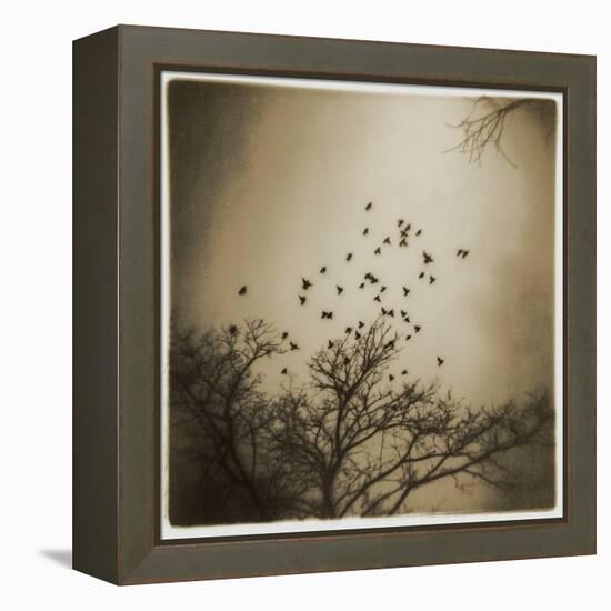 Birds and Trees, Discovery Park-Kevin Cruff-Framed Premier Image Canvas