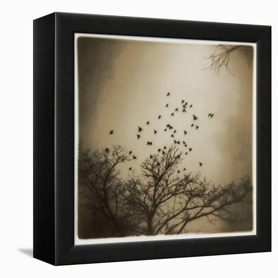 Birds and Trees, Discovery Park-Kevin Cruff-Framed Premier Image Canvas