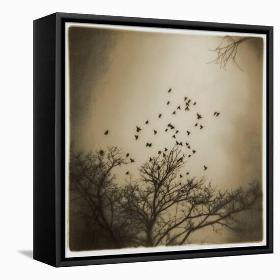 Birds and Trees, Discovery Park-Kevin Cruff-Framed Premier Image Canvas