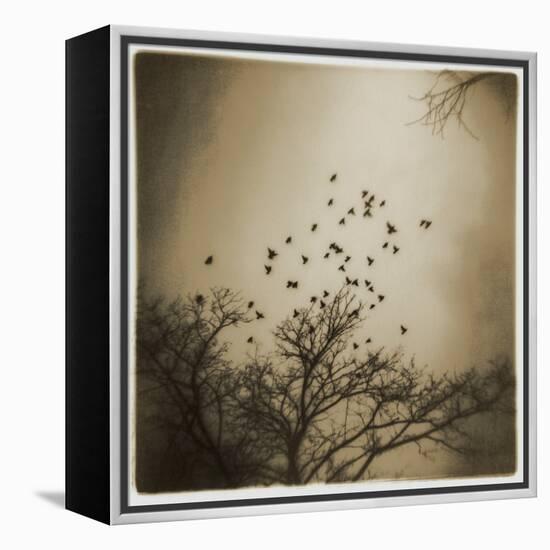 Birds and Trees, Discovery Park-Kevin Cruff-Framed Premier Image Canvas