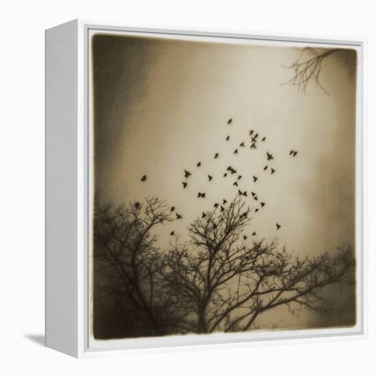 Birds and Trees, Discovery Park-Kevin Cruff-Framed Premier Image Canvas