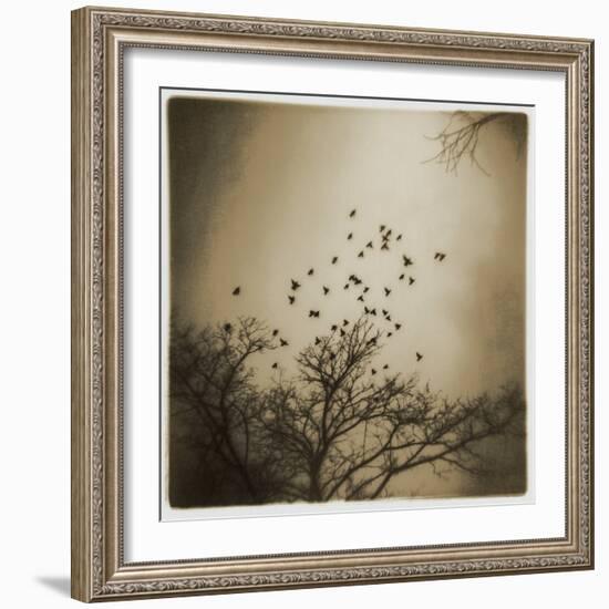 Birds and Trees, Discovery Park-Kevin Cruff-Framed Photographic Print