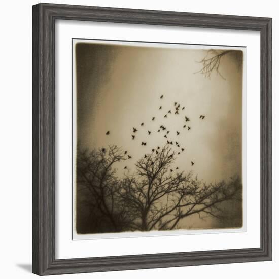 Birds and Trees, Discovery Park-Kevin Cruff-Framed Photographic Print