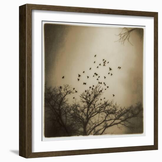 Birds and Trees, Discovery Park-Kevin Cruff-Framed Photographic Print