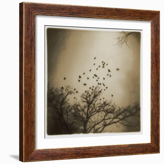 Birds and Trees, Discovery Park-Kevin Cruff-Framed Photographic Print