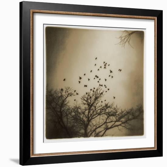 Birds and Trees, Discovery Park-Kevin Cruff-Framed Photographic Print