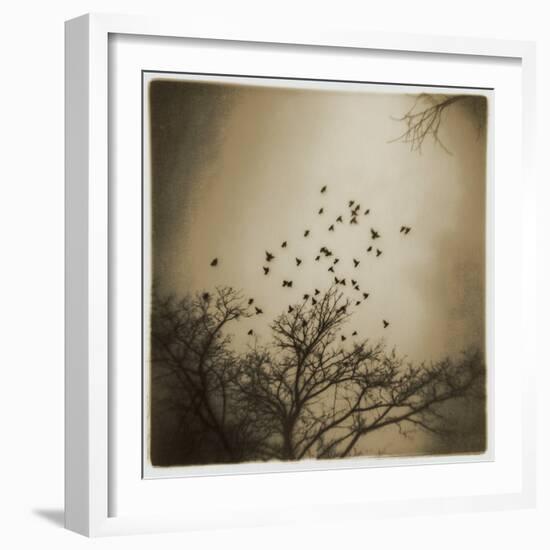 Birds and Trees, Discovery Park-Kevin Cruff-Framed Photographic Print