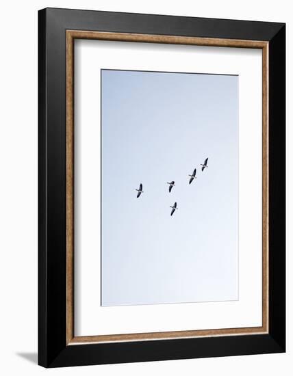 Birds, Animals, Flying, Geese, Winter-Nora Frei-Framed Photographic Print
