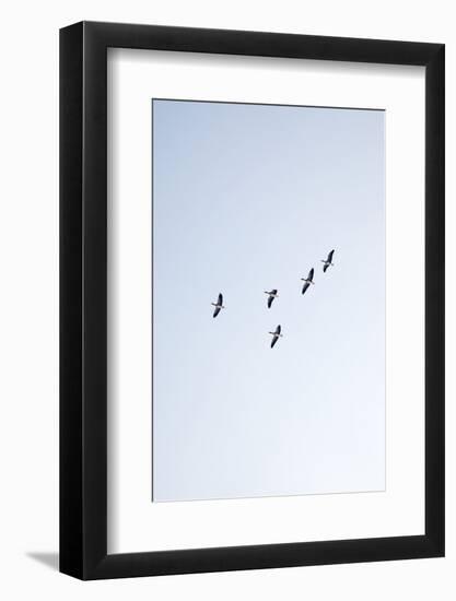 Birds, Animals, Flying, Geese, Winter-Nora Frei-Framed Photographic Print