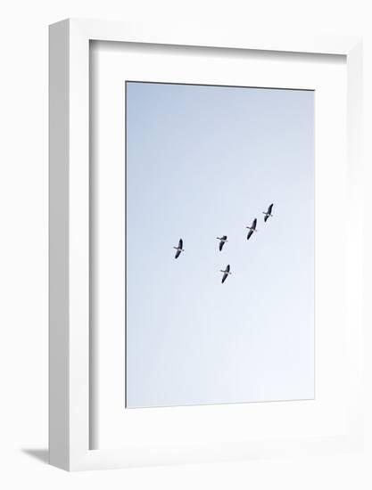 Birds, Animals, Flying, Geese, Winter-Nora Frei-Framed Photographic Print