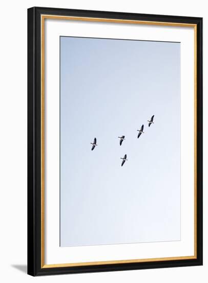 Birds, Animals, Flying, Geese, Winter-Nora Frei-Framed Photographic Print