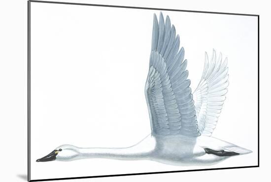 Birds: Anseriformes, Trumpeter Swan, (Cygnus Buccinator)-null-Mounted Giclee Print