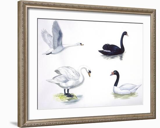 Birds: Anseriformes--Framed Giclee Print
