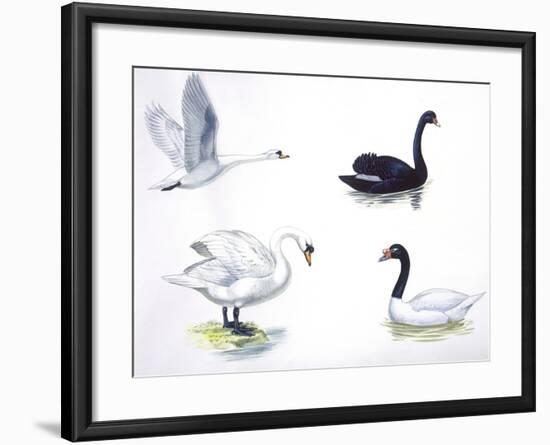 Birds: Anseriformes-null-Framed Giclee Print