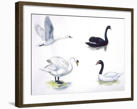 Birds: Anseriformes-null-Framed Giclee Print