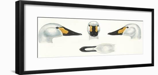 Birds: Anseriformes-null-Framed Giclee Print