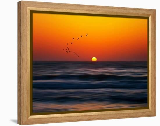 Birds at Sunset-Josh Adamski-Framed Premier Image Canvas