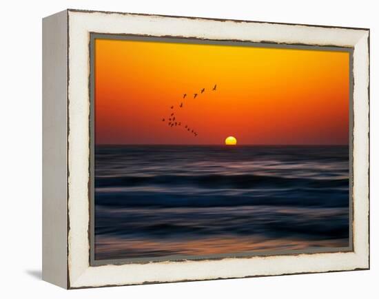 Birds at Sunset-Josh Adamski-Framed Premier Image Canvas