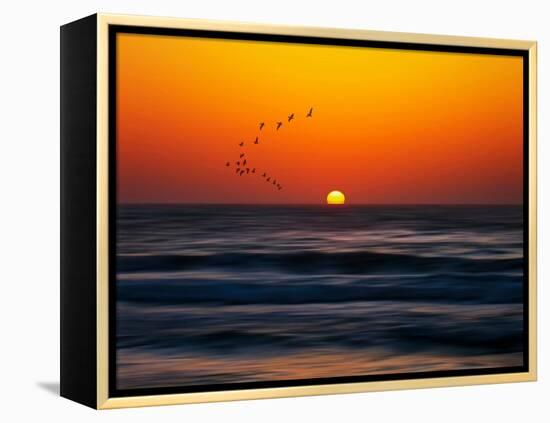 Birds at Sunset-Josh Adamski-Framed Premier Image Canvas