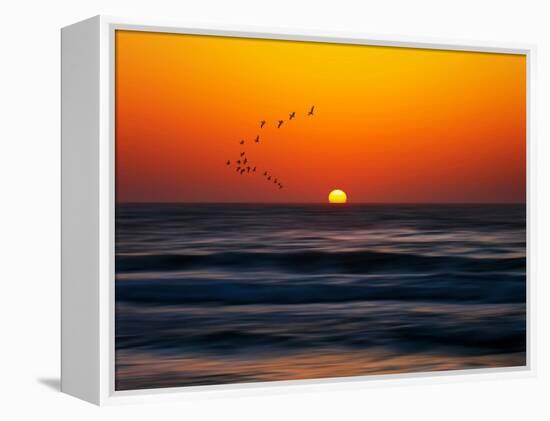 Birds at Sunset-Josh Adamski-Framed Premier Image Canvas